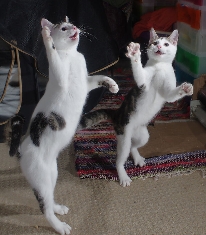 Our Story Of Adopting Two Feral Kittens