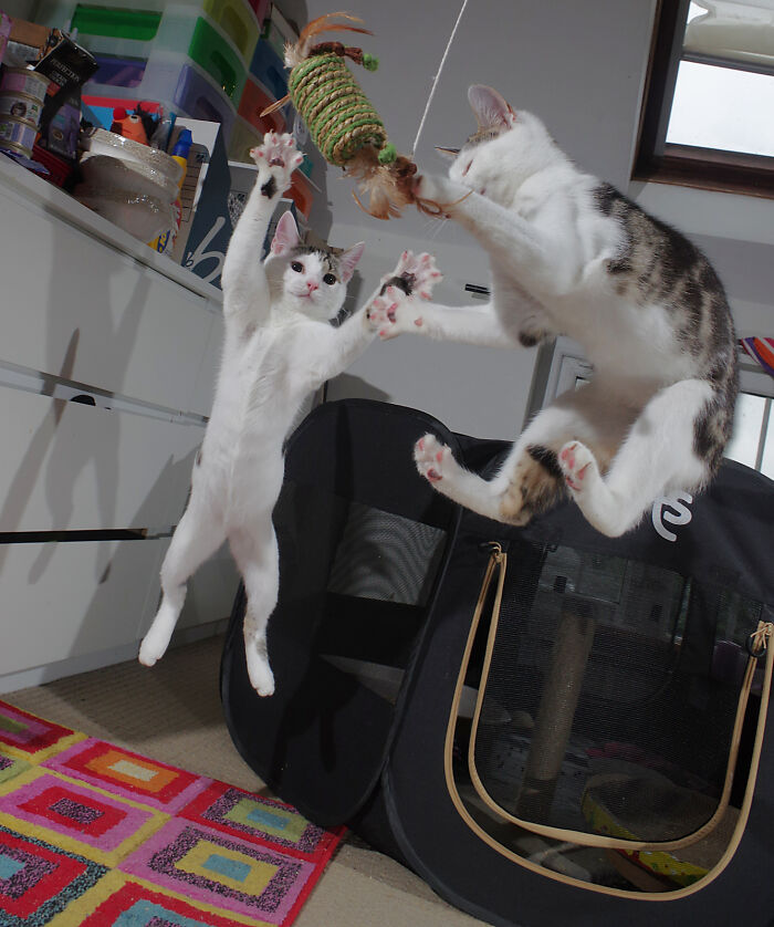 Our Story Of Adopting Two Feral Kittens