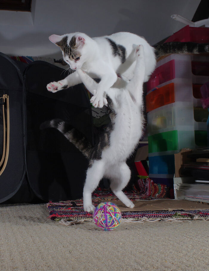 Our Story Of Adopting Two Feral Kittens