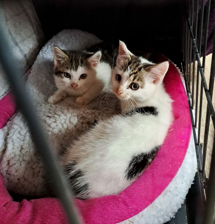Our Story Of Adopting Two Feral Kittens