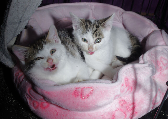 Our Story Of Adopting Two Feral Kittens