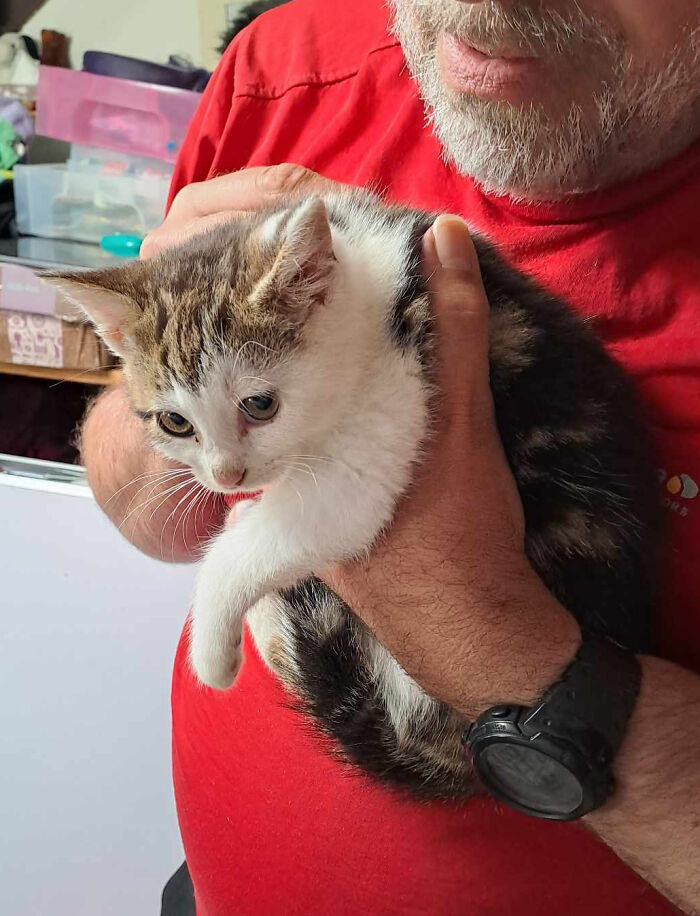 Our Story Of Adopting Two Feral Kittens