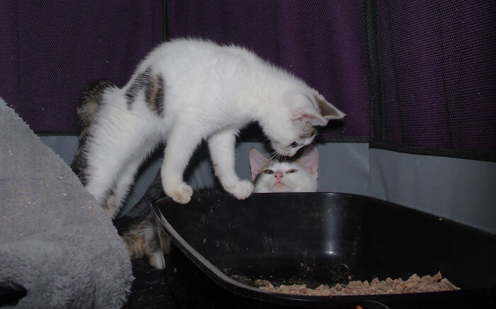 Our Story Of Adopting Two Feral Kittens