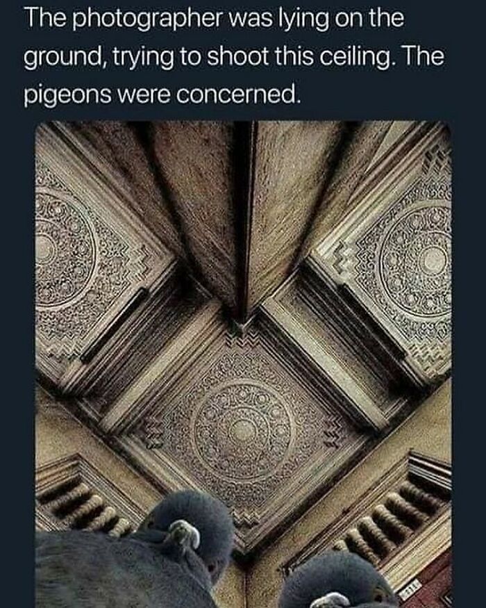 Funny-Animal-Memes-Jokes