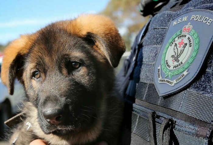 Here We Are With A VIP. Very Important Pupperino 