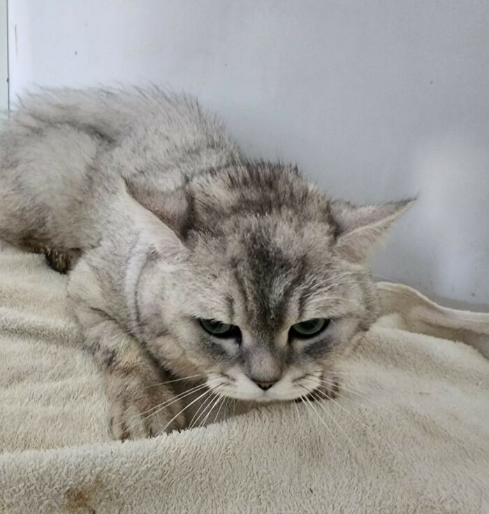 The Shocking Reality Of Animals In War Zones: How We Are Helping Animal Shelters In Gaza-Israel War