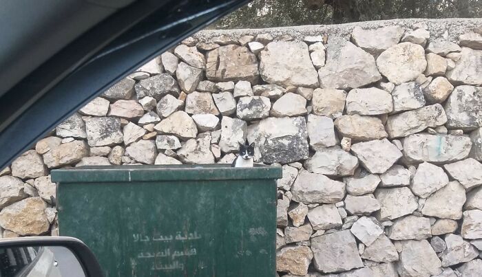 The Shocking Reality Of Animals In War Zones: How We Are Helping Animal Shelters In Gaza-Israel War