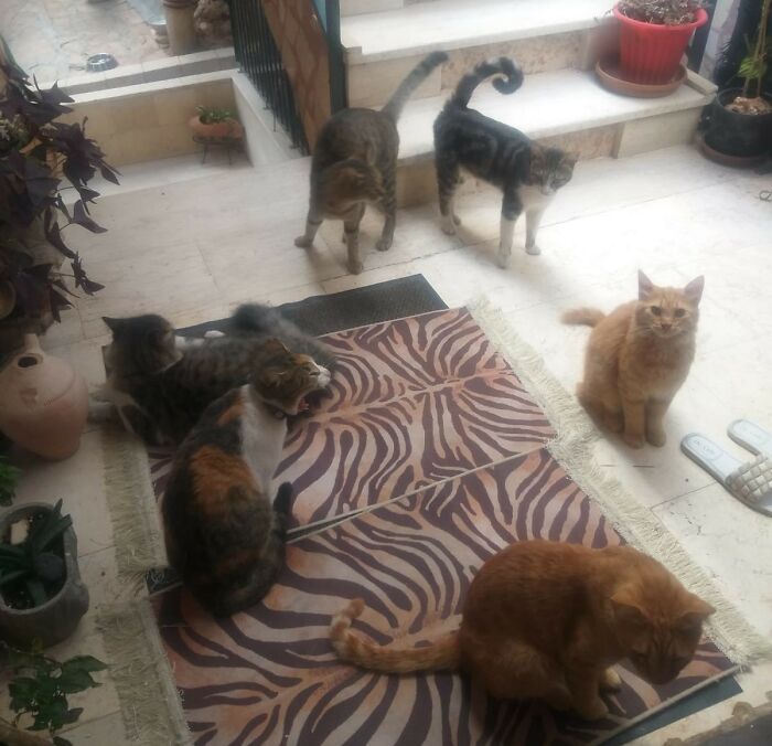 The Shocking Reality Of Animals In War Zones: How We Are Helping Animal Shelters In Gaza-Israel War