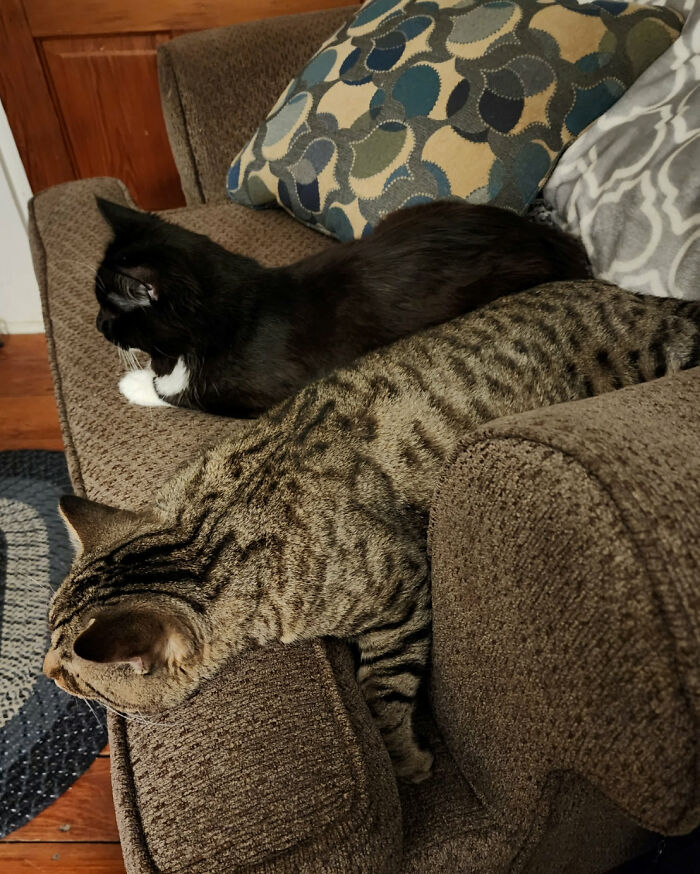 Gizmo (The Tabby) Likes To Stretch Out