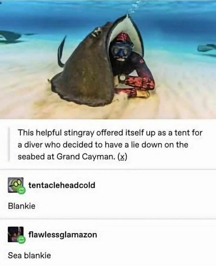 Animal-Humors-Funny-Memes