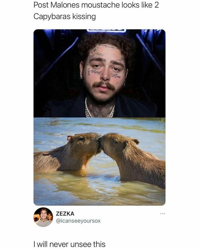 Animal-Humors-Funny-Memes