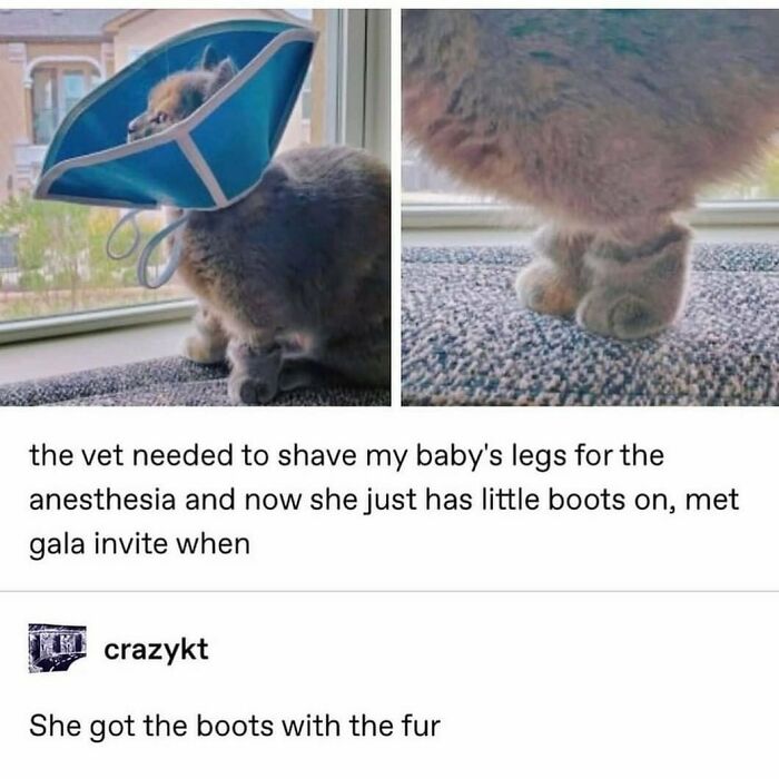 Animal-Humors-Funny-Memes