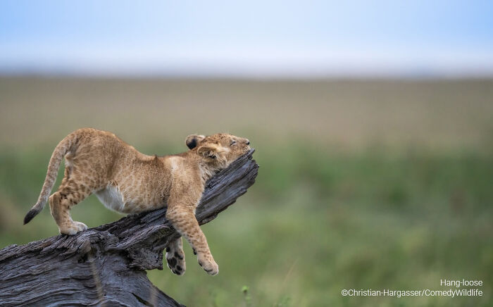 Lion cub playfully resting on a tree branch, captured in a humorous moment in comedy wildlife photography awards entry.