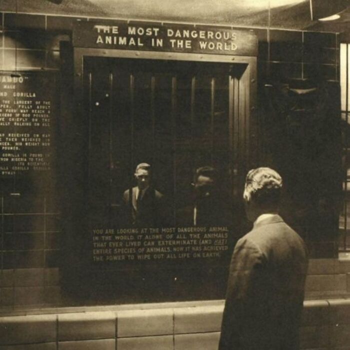 In 1963, The Bronx Zoo Held A Unique Exhibit It’s Name Was “The Most Dangerous Animal In The World” And As You Can See From The Picture, The Most Dangerous Animal Is A Human