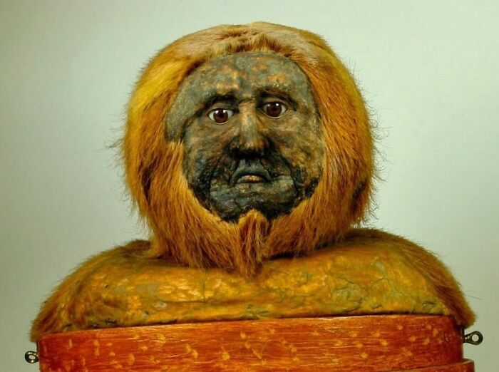 Taxidermy By Charles Waterton (1782 – 1865)