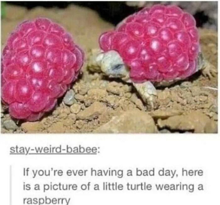 Animal-Humors-Funny-Memes