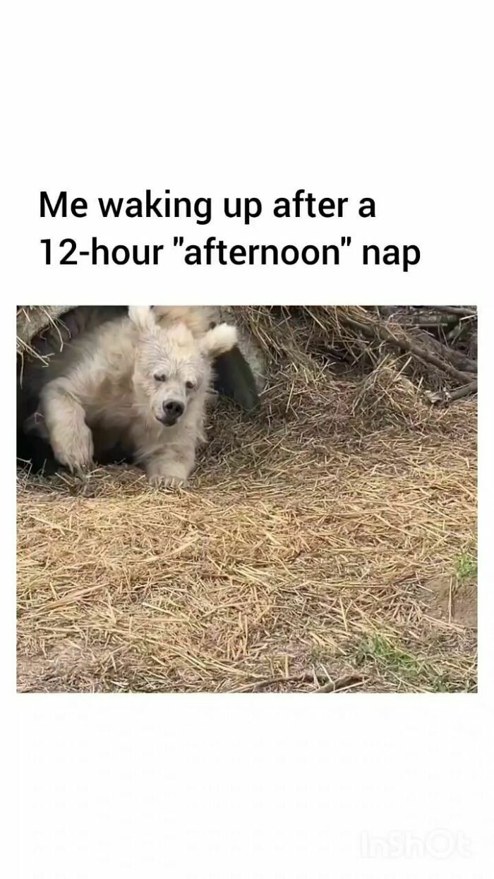 Memes-Introverted-People-Can-Relate