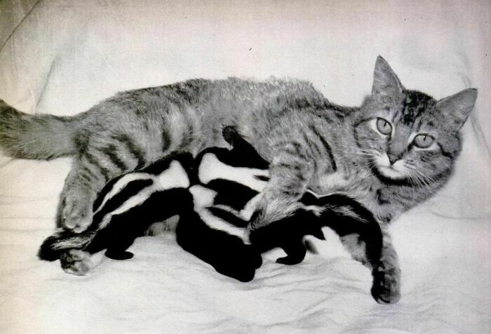 Life Magazine, July 25, 1949