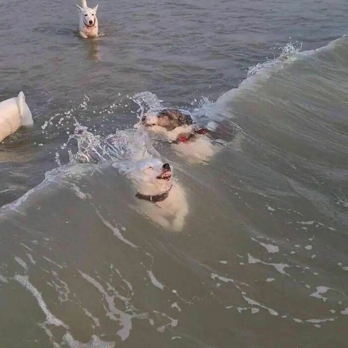 ‘Please Hesitate To Reach Out’: 50 Pics That Are Beyond Bizarre And Ridiculously Confusing