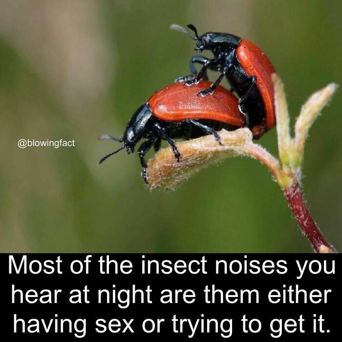 Interesting-Blowing-Facts-Pics