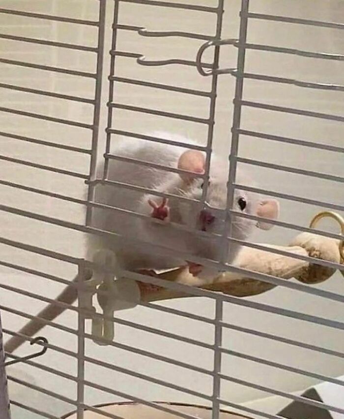 Disturbing-Zone-Pics