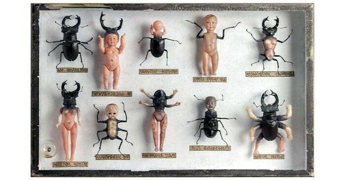 Doll-Beetle Hybrid Cabinet By Laurent Gauthier