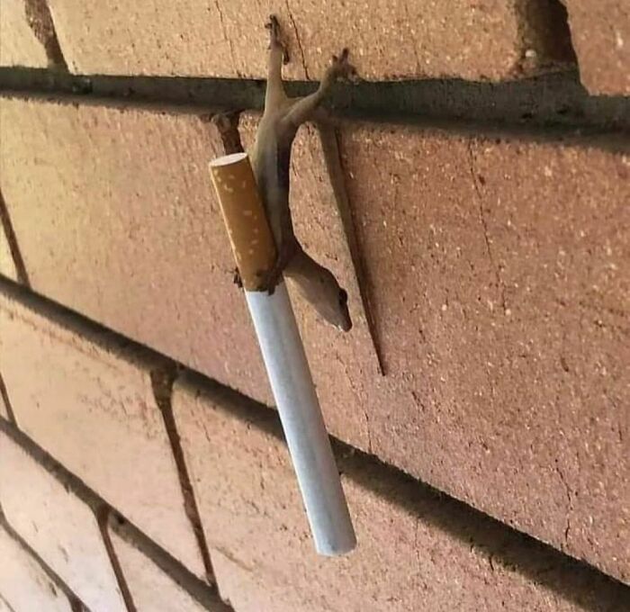 Disturbing-Zone-Pics