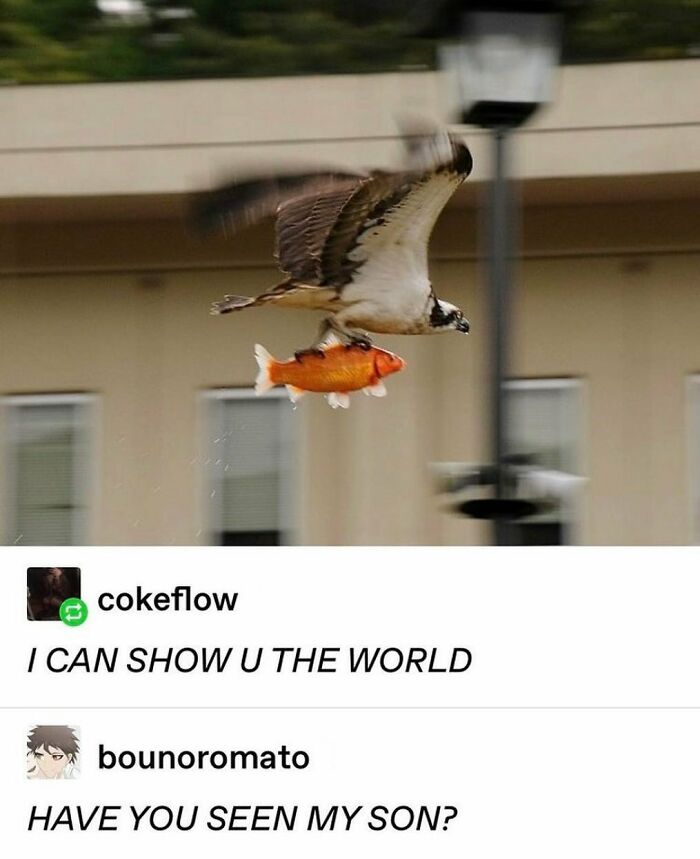 Animal-Humors-Funny-Memes