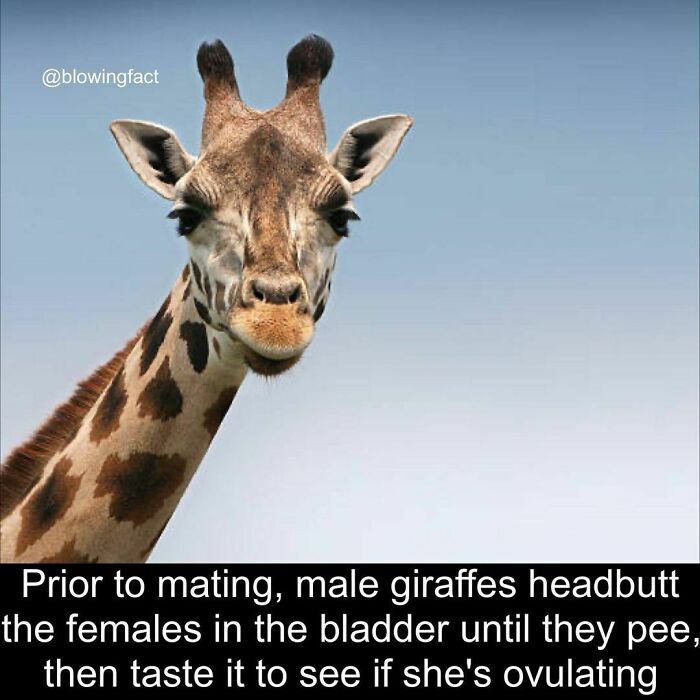 Interesting-Blowing-Facts-Pics