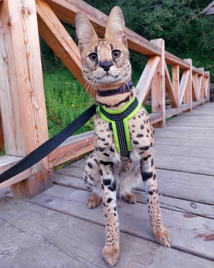 Serval cat with enormous ears wearing a green harness sitting on a wooden bridge outdoors.