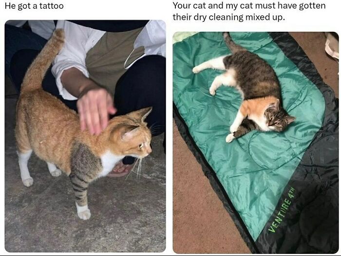 Animal-Humors-Funny-Memes