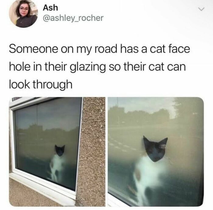 Animal-Humors-Funny-Memes