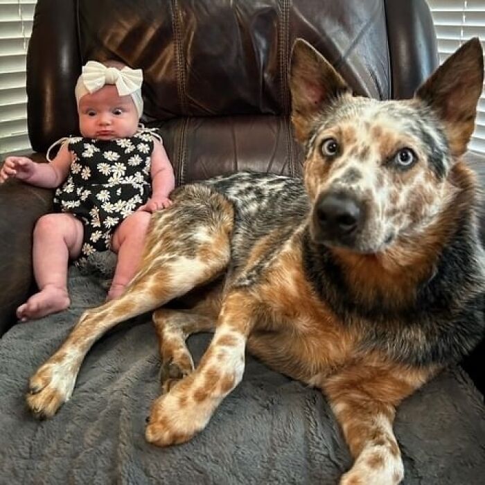 Our Deaf Cattle Dog Has No Idea He Farts All The Time And Here's Our Daughter Reacting To His Latest Burst Of Gas