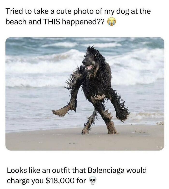 Animal-Humors-Funny-Memes