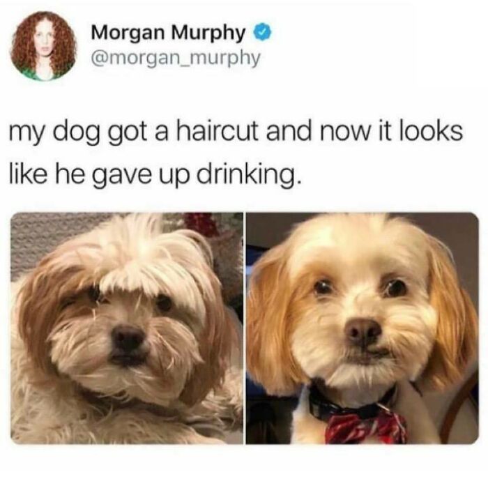 Dog before and after haircut, resembling a lifestyle change.