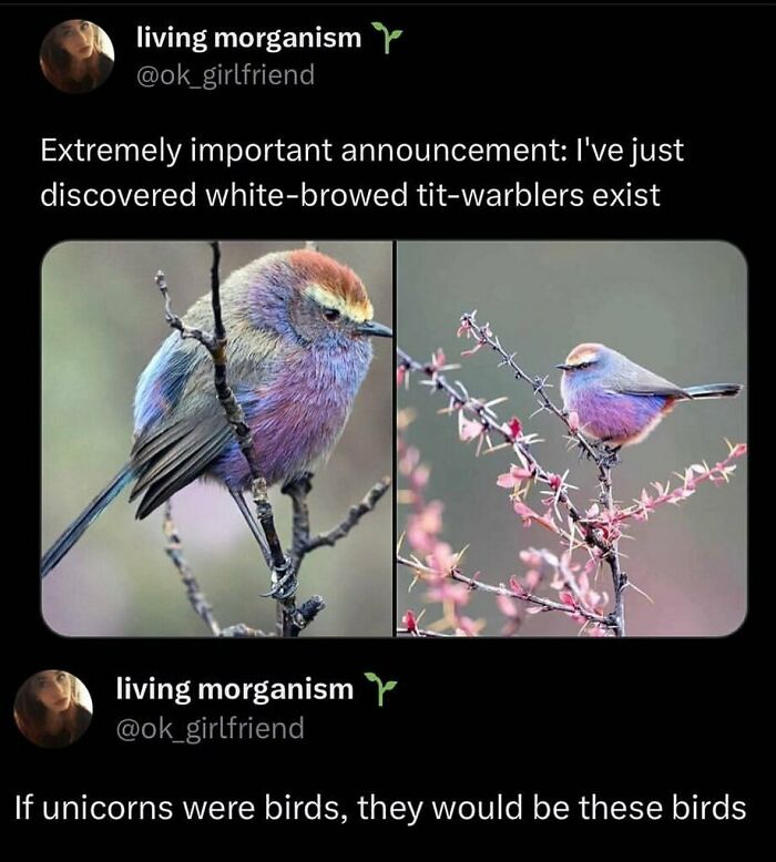 Animal-Humors-Funny-Memes