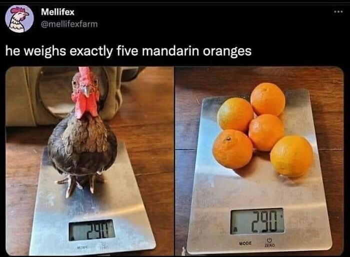 Animal-Humors-Funny-Memes