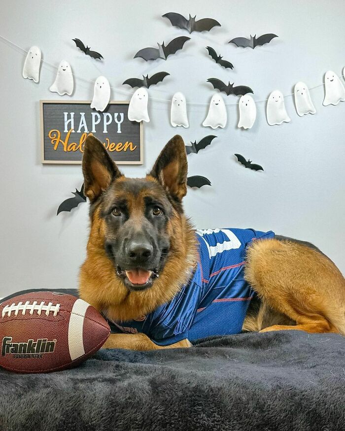 This Dog Loves To Be On Camera