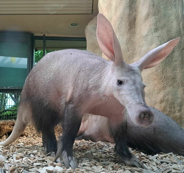 A giant-eared aardvark standing on wood chips indoors, showcasing unusual large ears in animals with enormous ears.