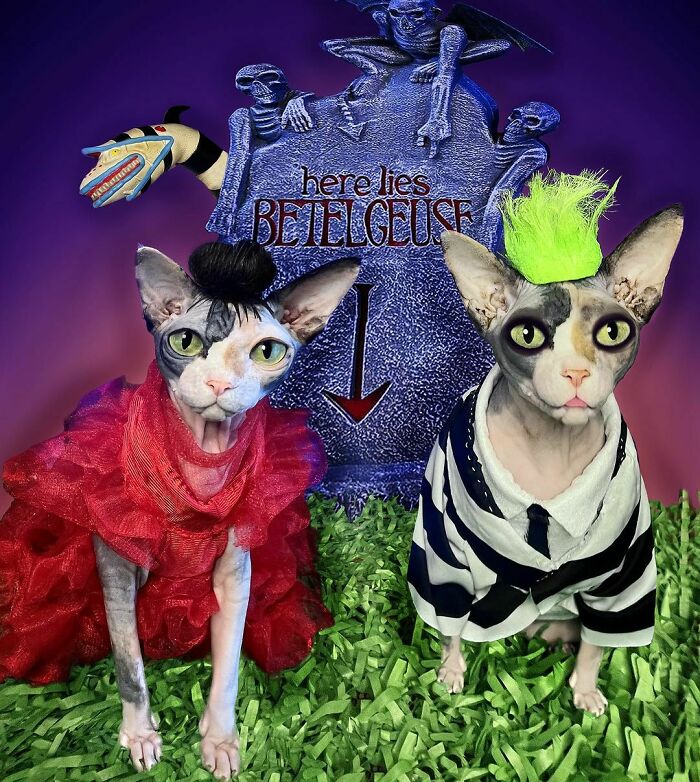 Two cats dressed in creative pet Halloween costumes posing in front of a spooky Halloween tombstone background.