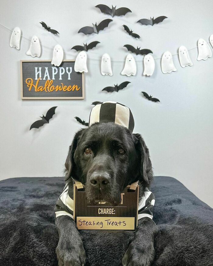 Black dog in a pet Halloween costume wearing a striped prisoner outfit with a sign reading stealing treats.