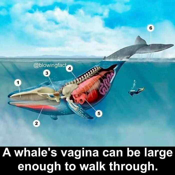 Interesting-Blowing-Facts-Pics