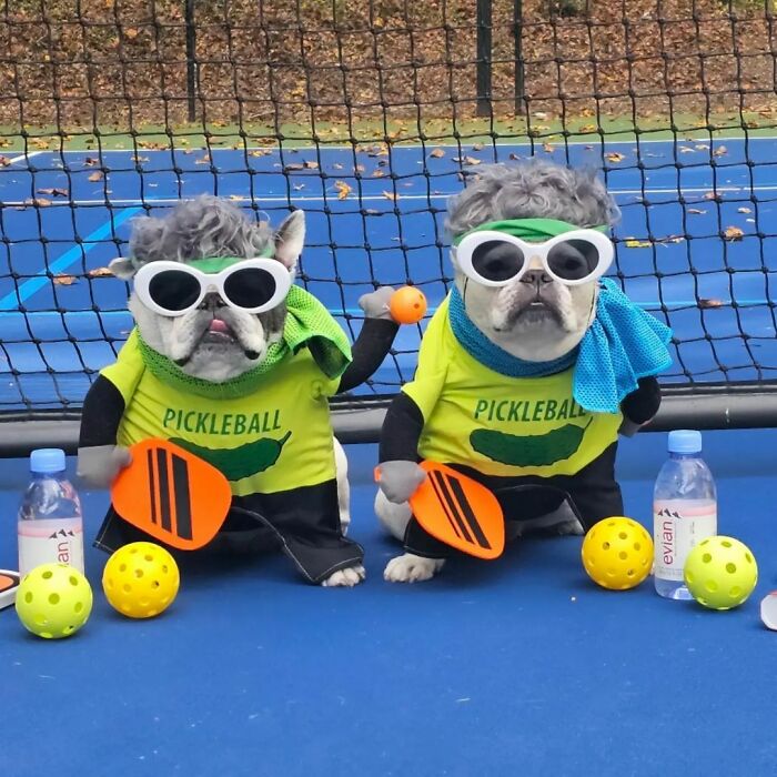 Two dogs in pet Halloween costumes dressed as pickleball players with paddles and sunglasses on a blue court.