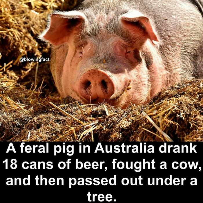 Interesting-Blowing-Facts-Pics