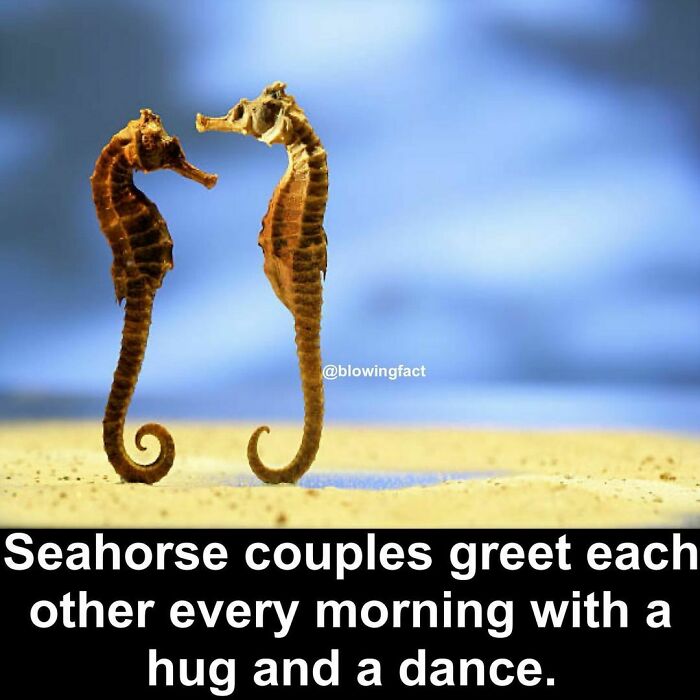 Interesting-Blowing-Facts-Pics