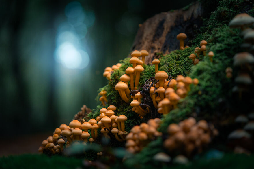 Photograph of mushrooms in a forest