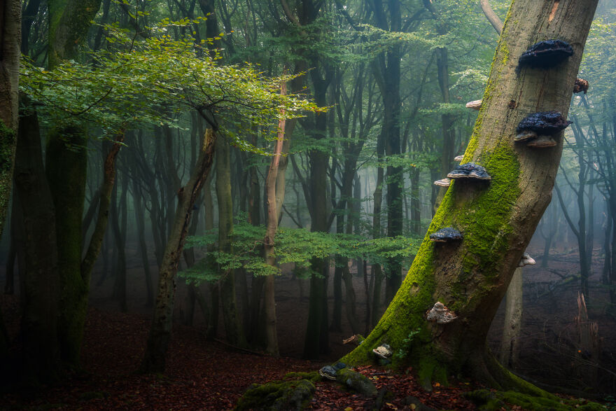 Photograph of mushrooms in a forest