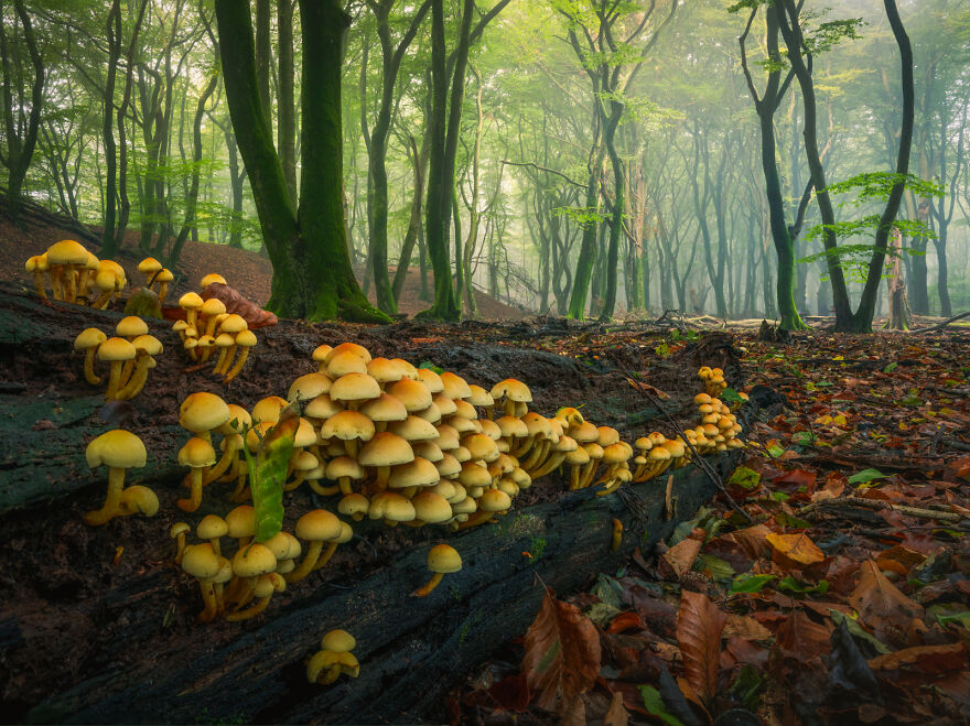 Photograph of mushrooms in a forest