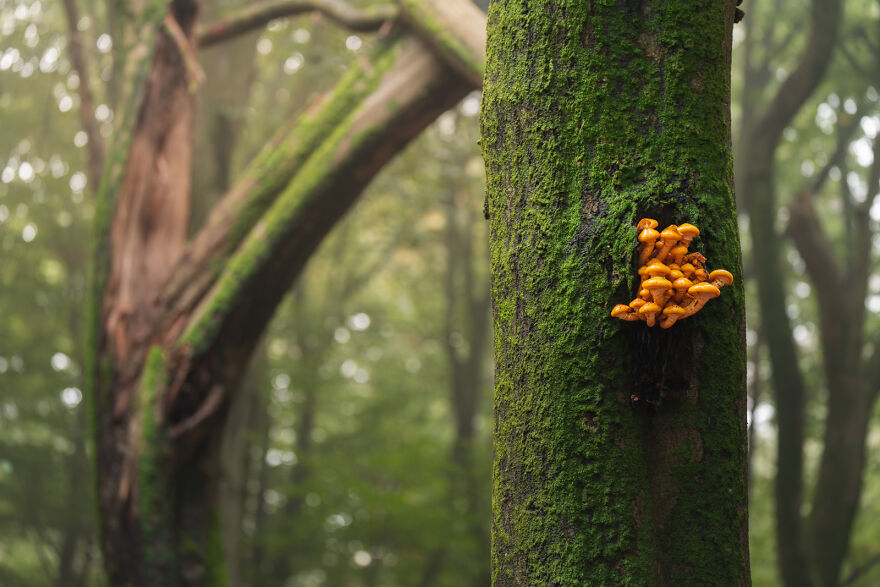 Photograph of mushrooms in a forest