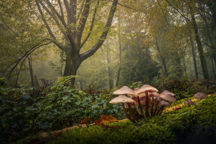 Photograph of mushrooms in a forest